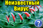 вирусы